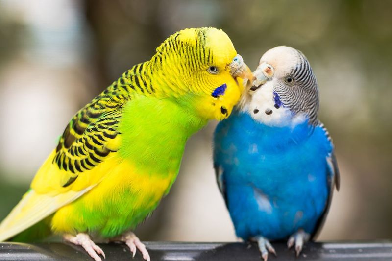 Parakeets (Budgies)