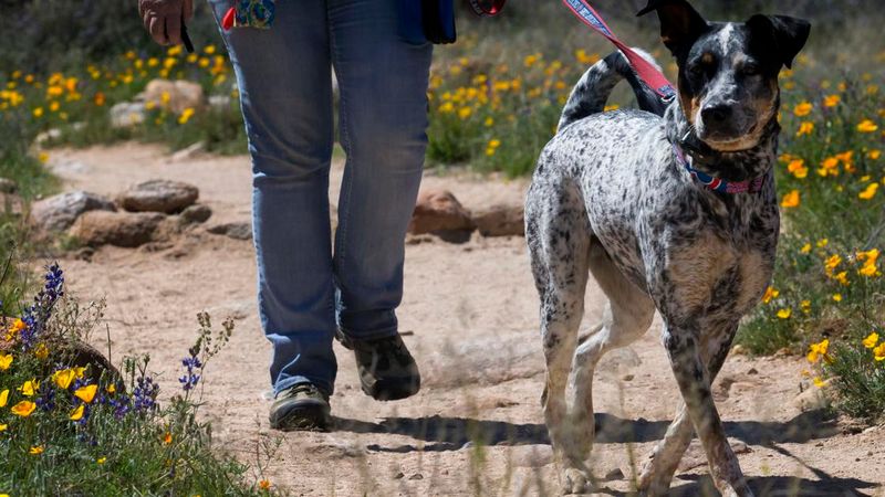 Leash Rules Vary Across Arizona Towns