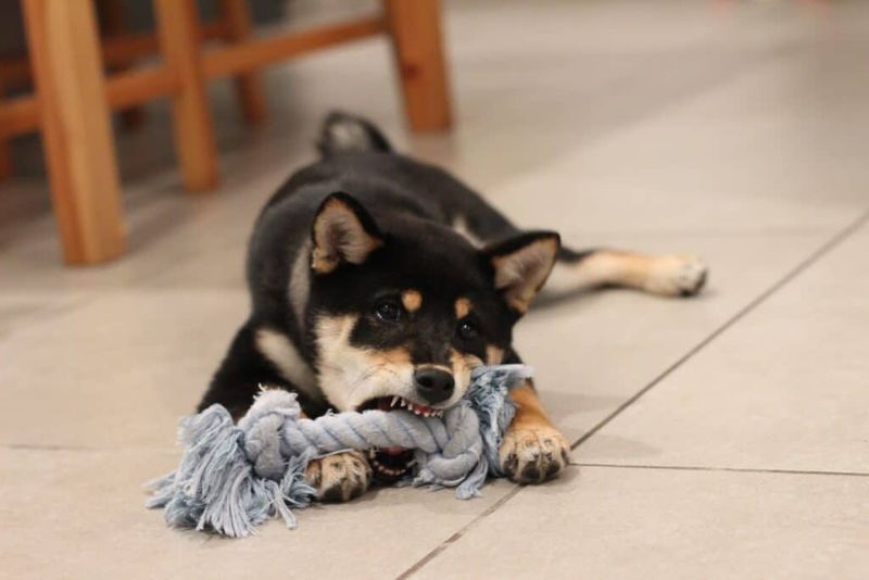 Dangerous Dog Detention