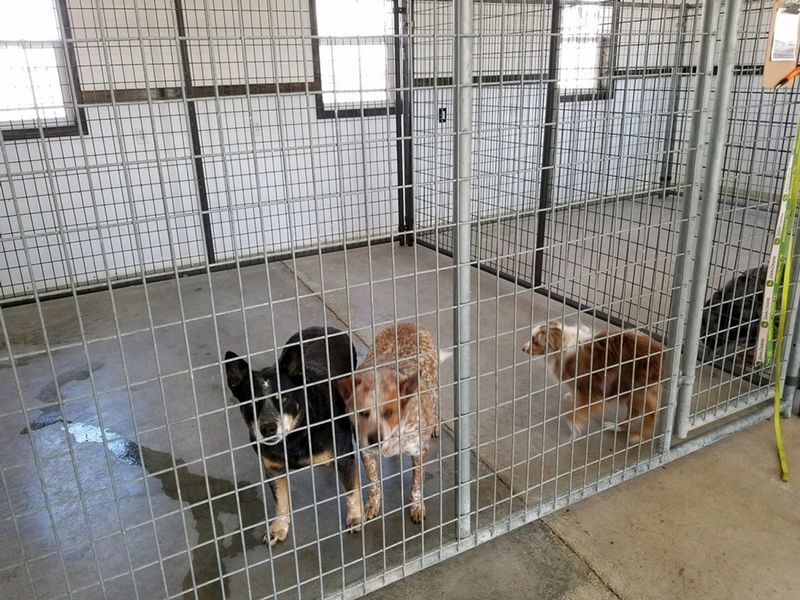Kennel Licensing Rules