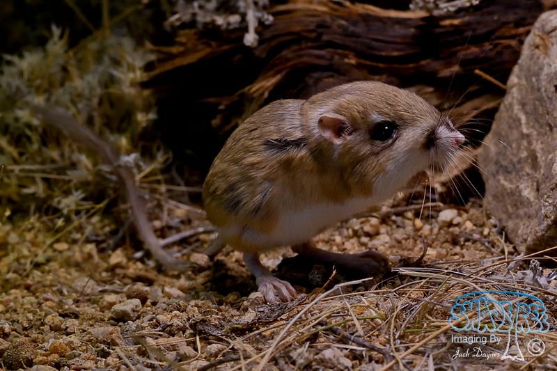 Kangaroo Rat: The Desert Dancer