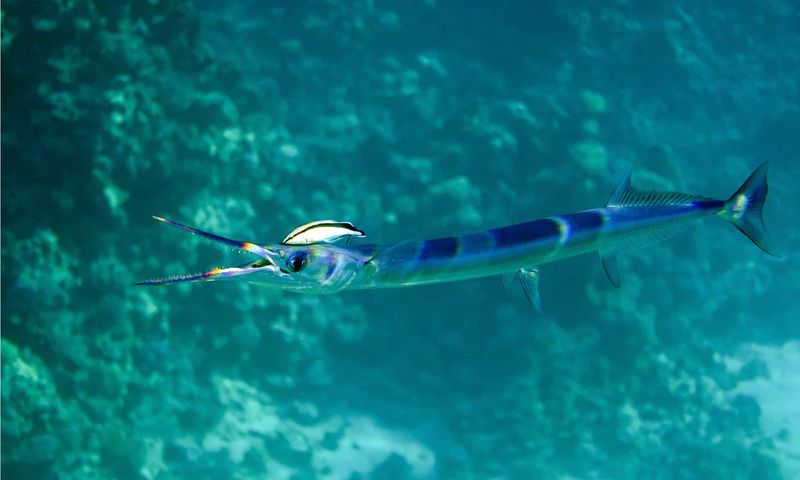 Houndfish: The Ocean Javelin