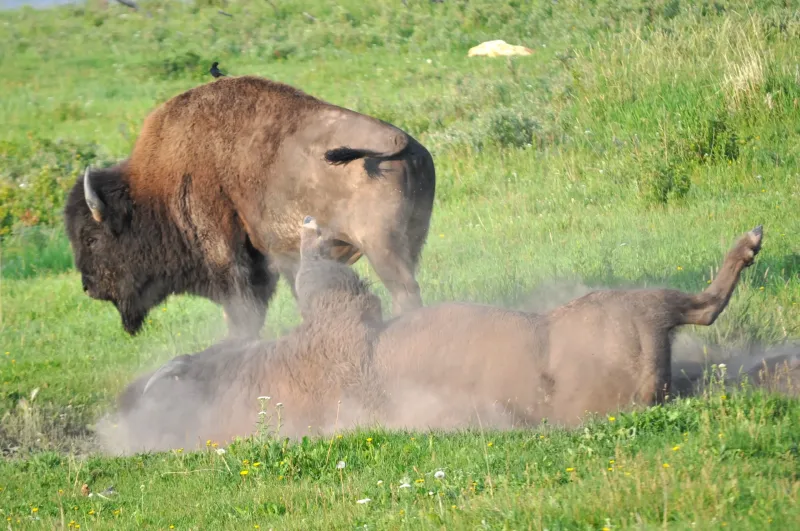 American Bison Create Dust Bowl Cooling Systems