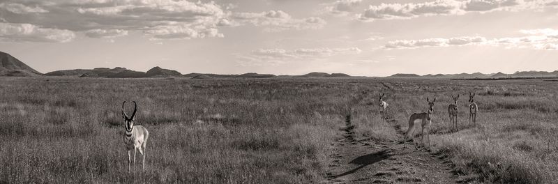 Texas Hotspots: Where To See Pronghorns In The Wild