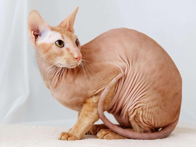 Peterbald: Sleek Appearance, Steep Rates