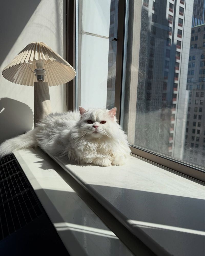 Persian: The Luxurious Lounger For Limited Spaces