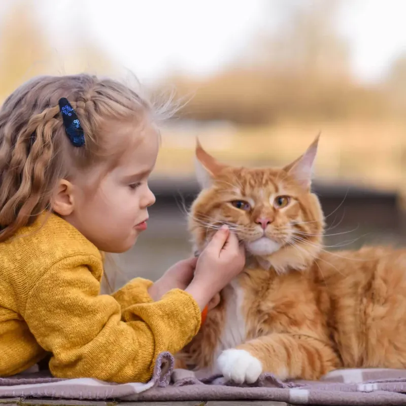 Maine Coon: Gentle Forest Friends
