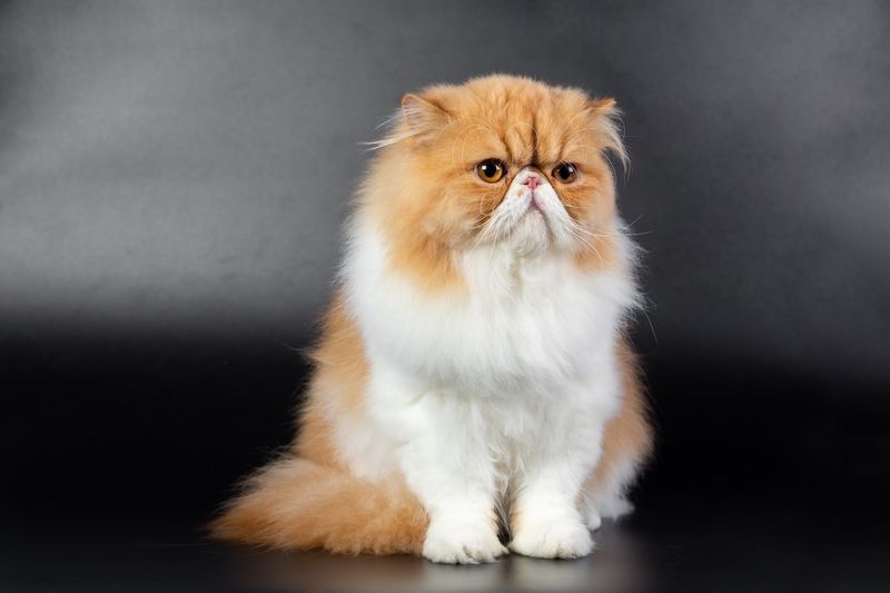 Persian