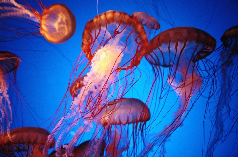 Pacific Sea Nettle: Amber Ghosts with Glowing Tentacles