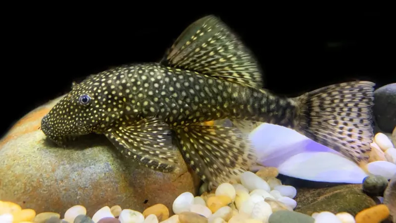 Bristlenose Pleco: The Whiskered Tank Janitor