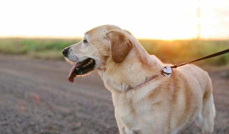 Cary: Suburban Sanctuary for Tail-Waggers