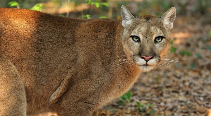 Celebrities of the Conservation World