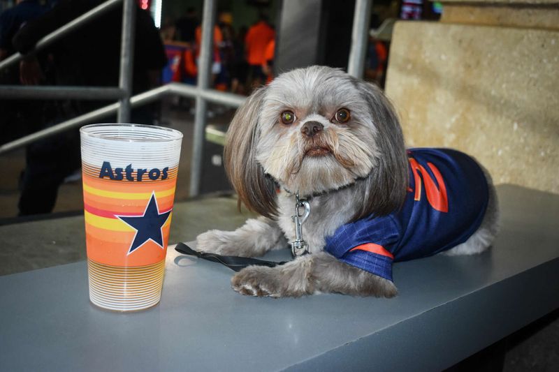 Astros-Adoring Canines