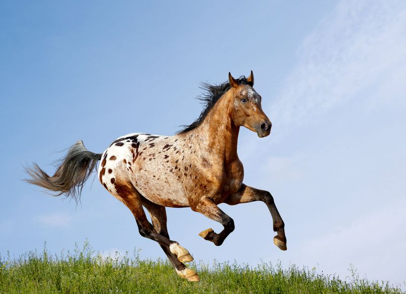 Historic Nez Perce Horse