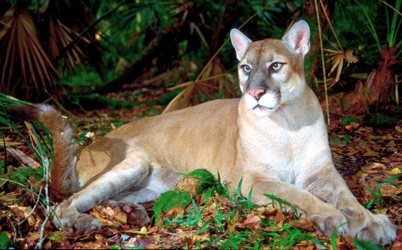 Ghostly Glimpses Of The Elusive Florida Panther