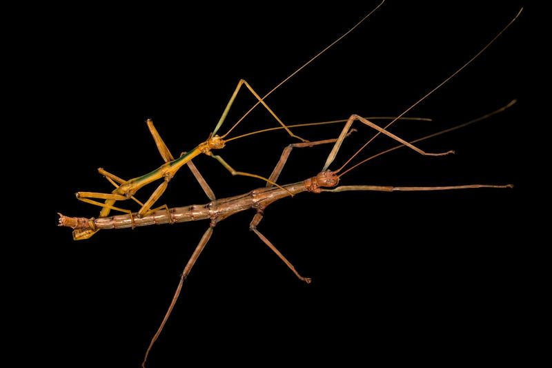 Giant Walkingstick: The Camouflage Champion