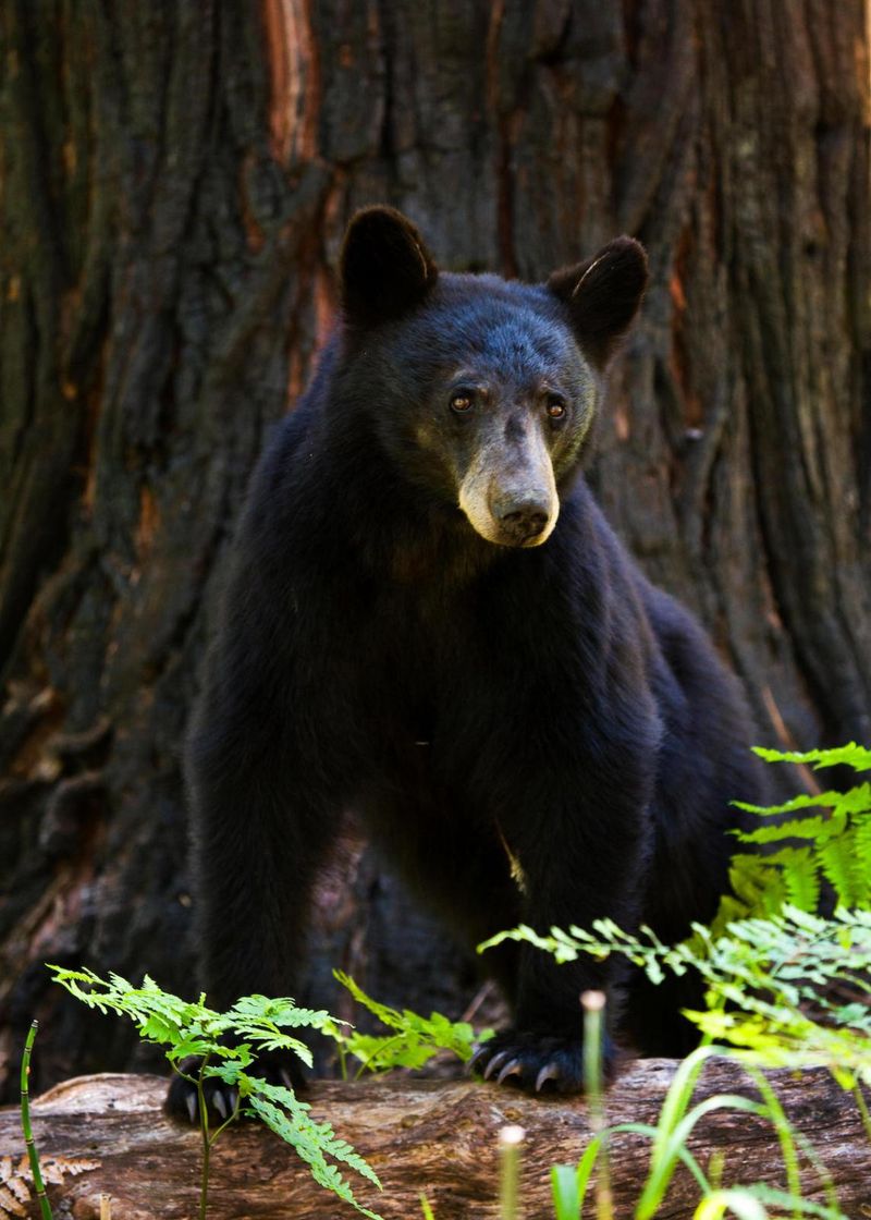 Black Bears