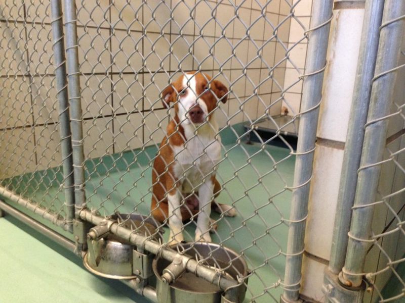 Lower Adoption Fees