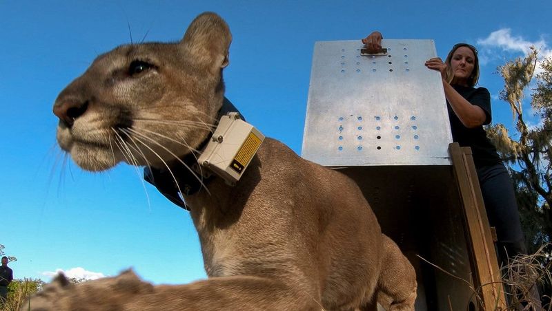 High-Tech Cat Tracking