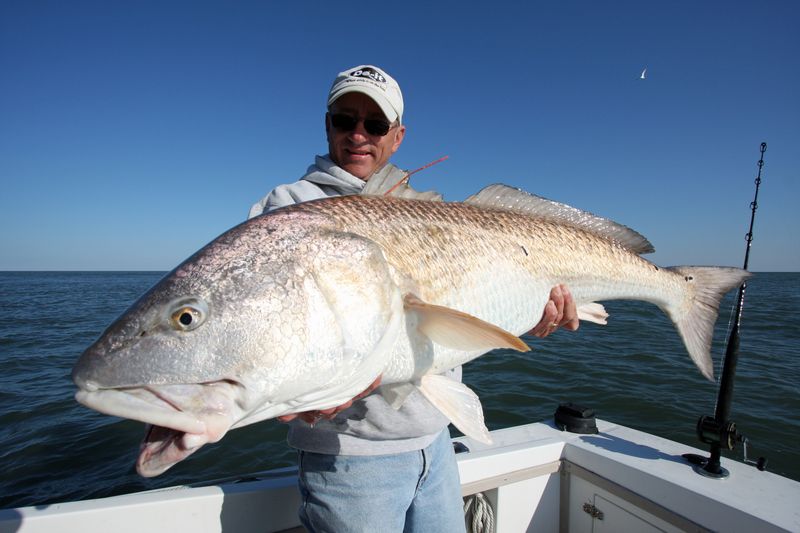 Channel Bass (Red Drum) - Copper-Sided Fighters