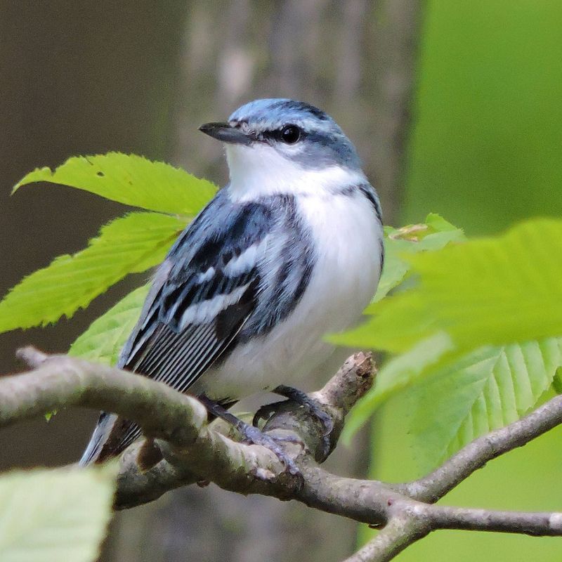 Cerulean Warbler