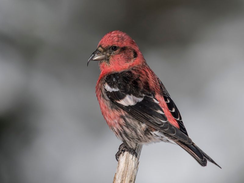 White-winged Crossbill (Loxia leucoptera)
