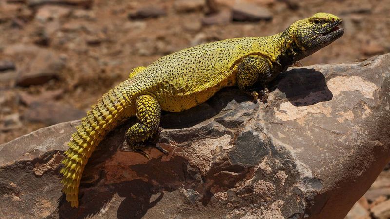 Spiny-Tailed Lizard