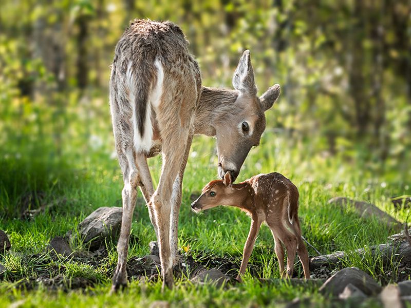 White-Tailed Deer: Forest Royalty in the Boroughs