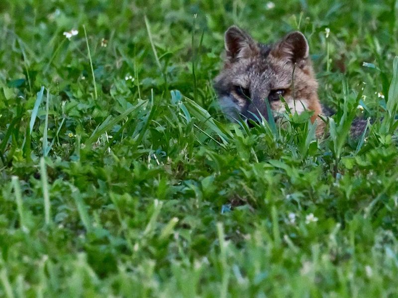Gray Fox (Urocyon cinereoargenteus)