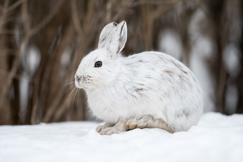 Snowshoe Hare