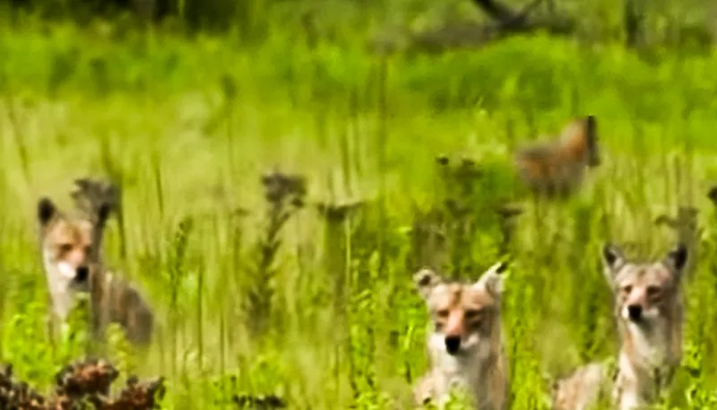 Coyotes Discover Irrigation Canal Water Parks
