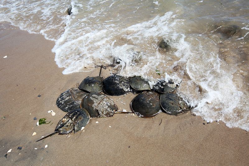 Horseshoe Crabs: Living Fossils on Brooklyn Beaches