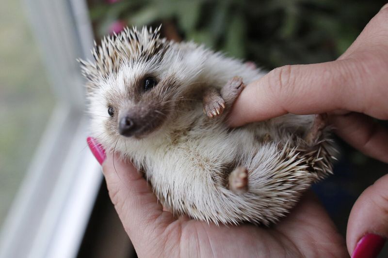 African Pygmy Hedgehogs: Spiky Pals With Personality
