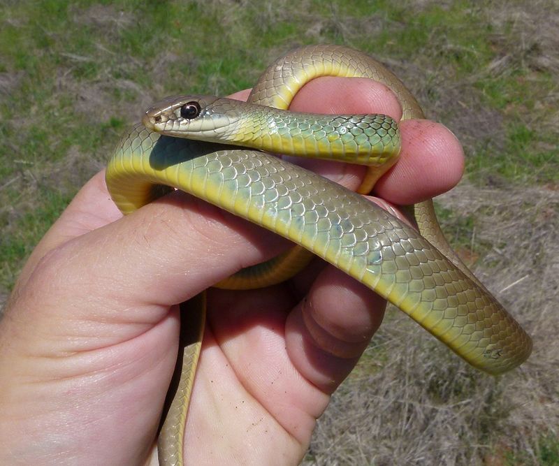 Western Yellow-Bellied Racer: The Grassland Bolt