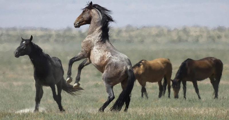 Lake Mead National Recreation Area: Water-Loving Mustangs