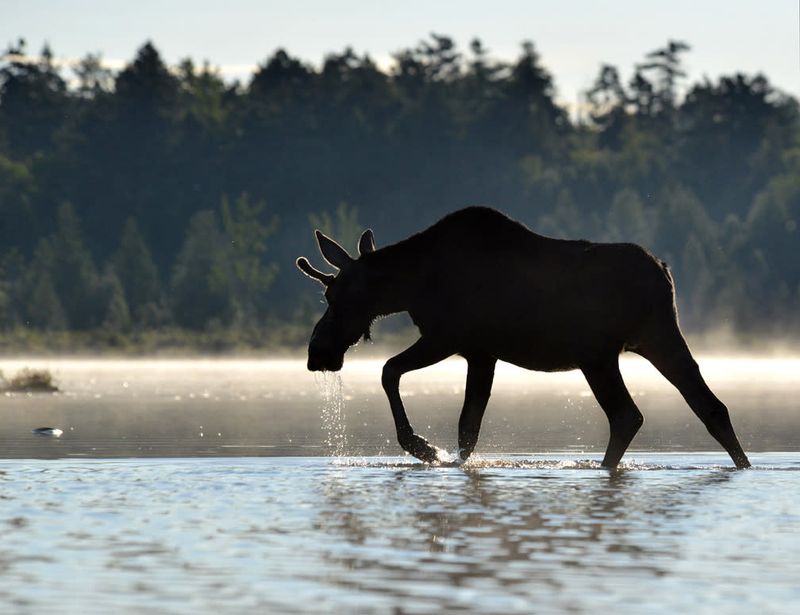Moose