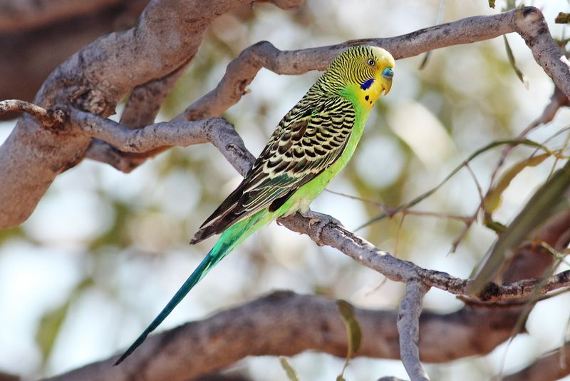 Budgerigar: The Perfect Florida Starter Bird