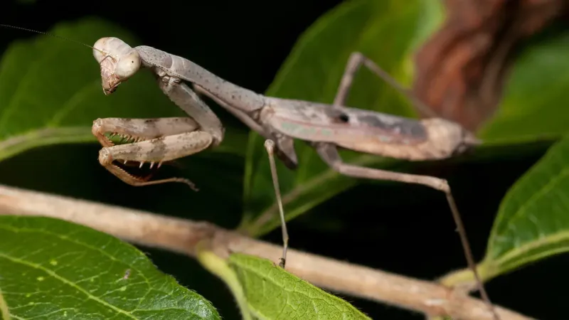 Carolina Mantid - Kung-Fu Masters
