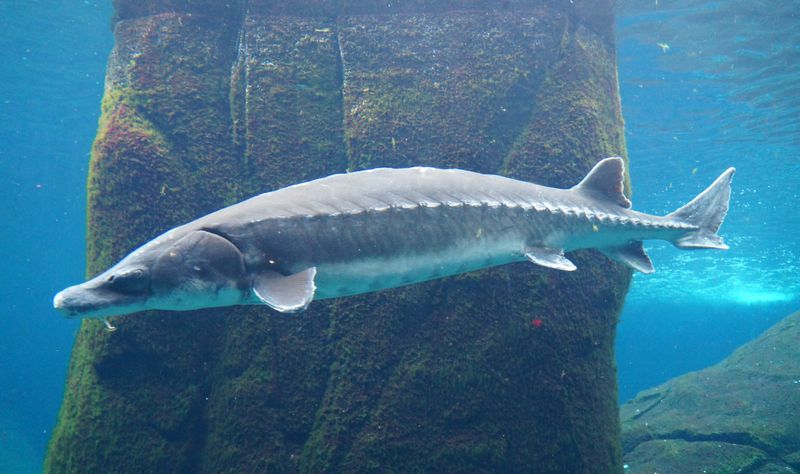 Atlantic Sturgeon: Living Dinosaur Of Our Waters