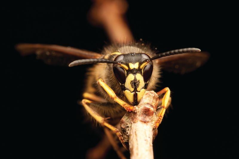 Yellow Jackets & Paper Wasps