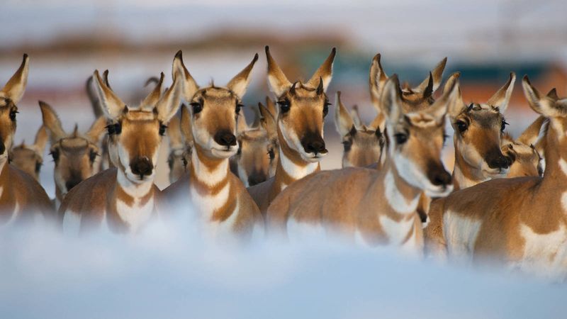 Pronghorn Antelope: Grand Teton National Park