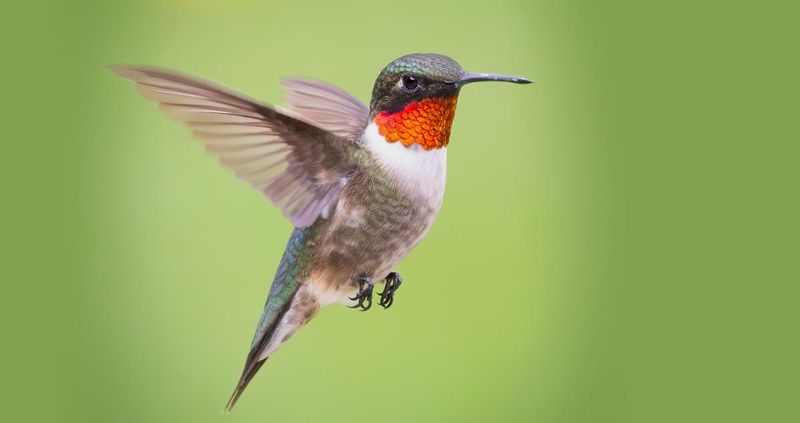 Ruby-throated Hummingbird – The Feathered Helicopter