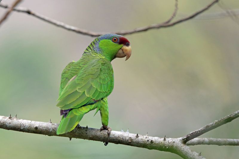 Lilac-crowned Amazon (Amazona finschi)