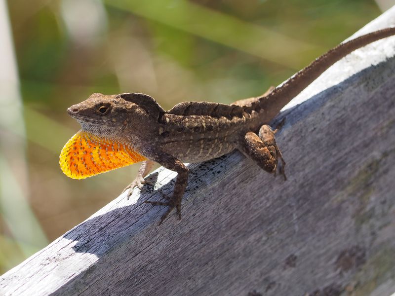 Brown Anole: The Backyard Invader