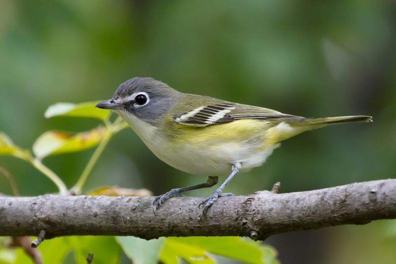 Blue-headed Vireo