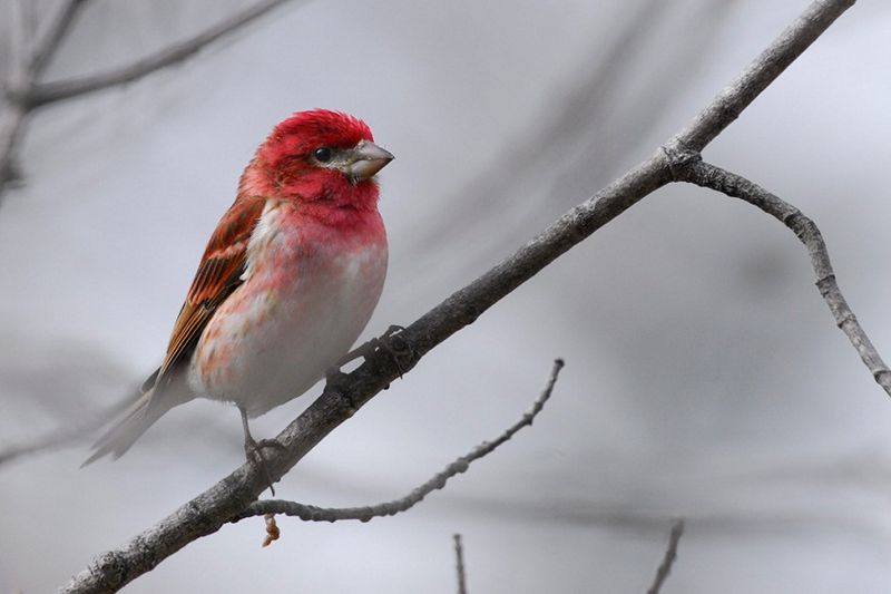 Purple Finch