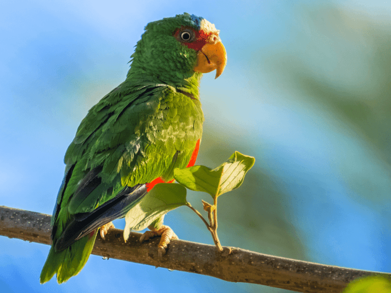 White-fronted Amazon (Amazona albifrons)