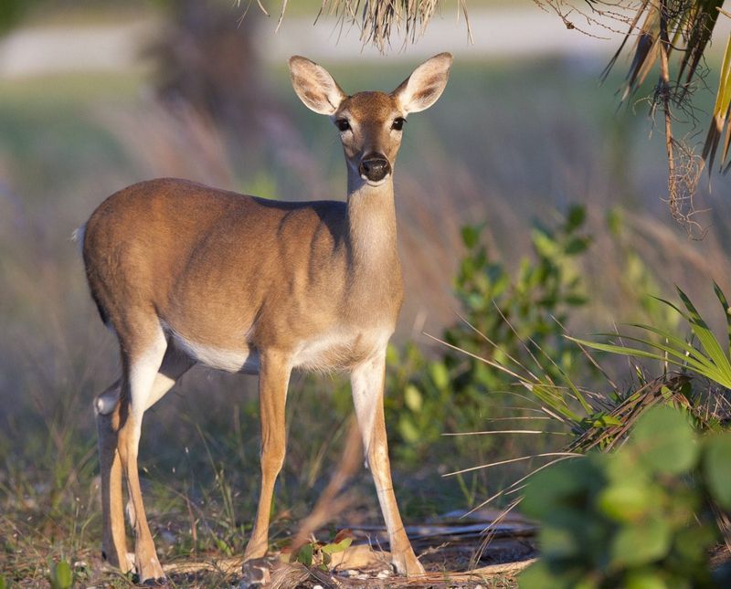 Key Deer: Miniature Island Dwellers