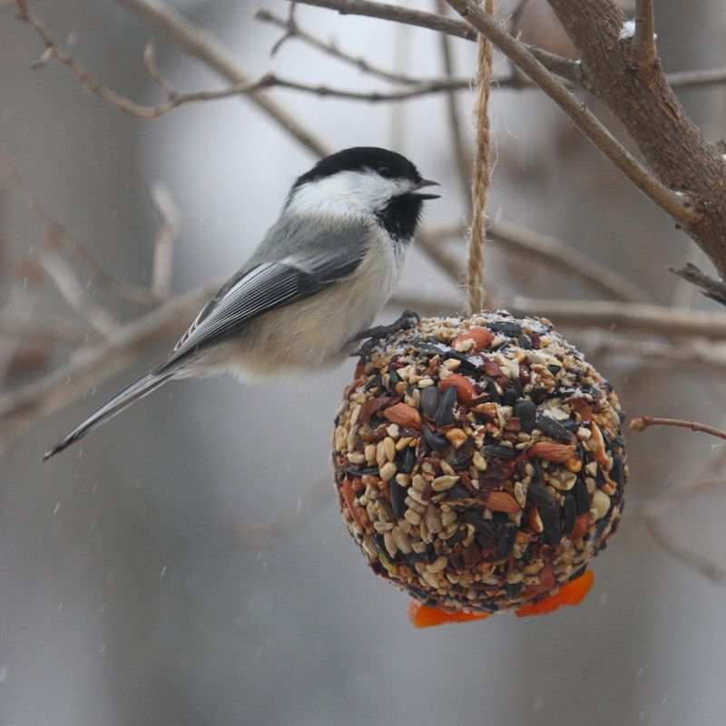 Black-capped Chickadee – The Pint-sized Extrovert