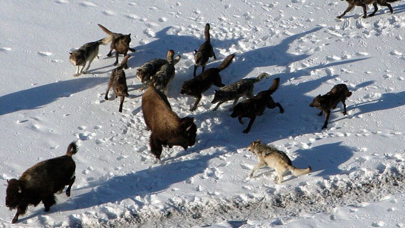 Unexpected Hunting Collaboration